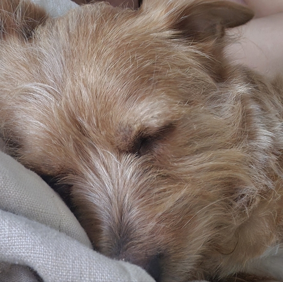 Meet your Posher, Luis - Picture 1 of 1